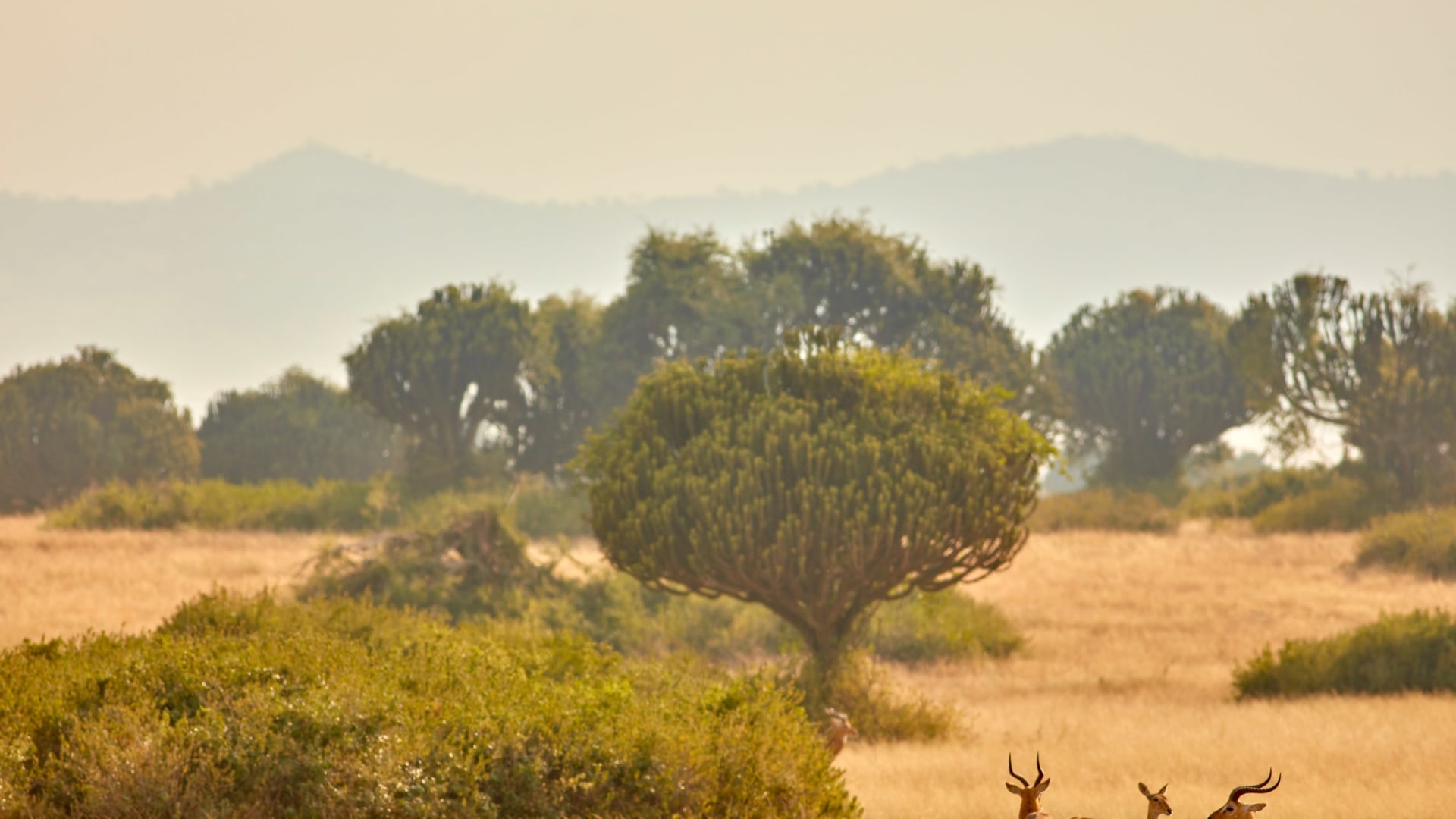 Churchill's Erbe: die grüne Perle Afrikas